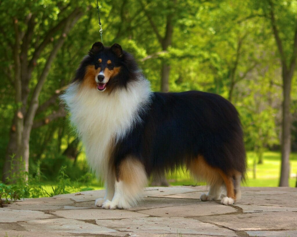Tri-Color Rough Collie - Ch. Wyndlair Cherokee Exclamation smiling