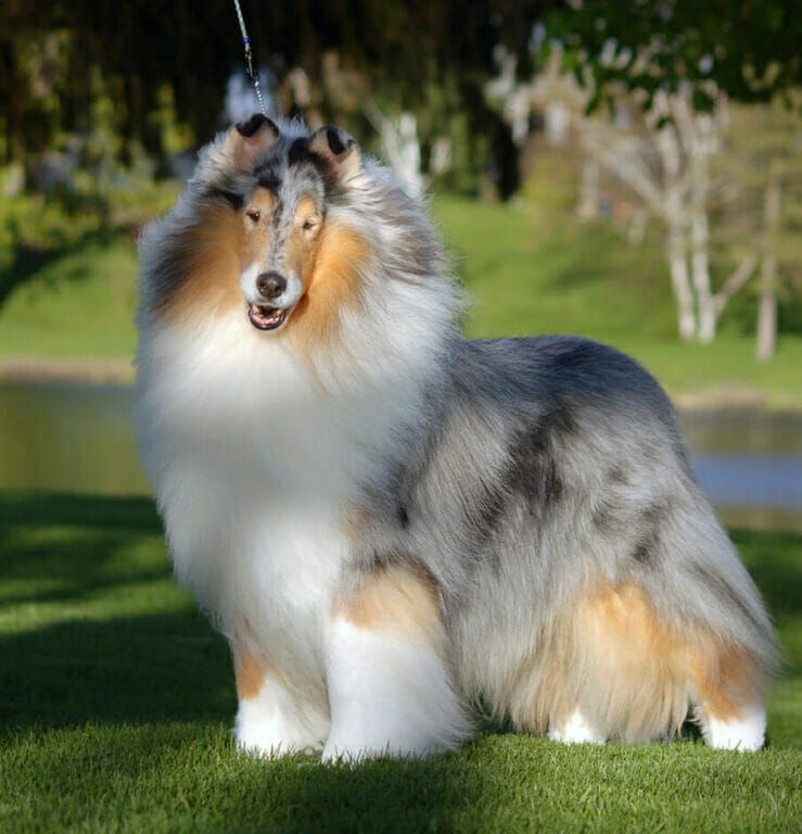 Blue Merle Collie by pond