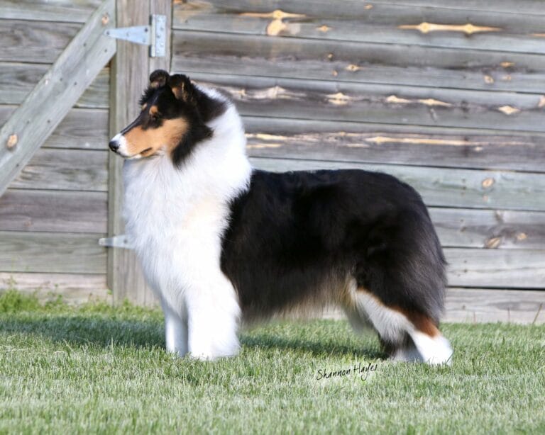 Tri-Color-Rough-Collie-Wyndlair-Cherokee-Independence-0919