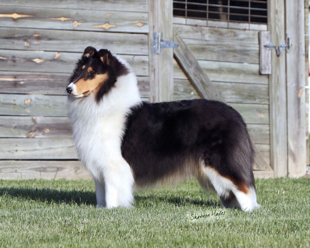Tri-Color-Rough-Collie-Wyndlair-Cherokee-Independence-0973