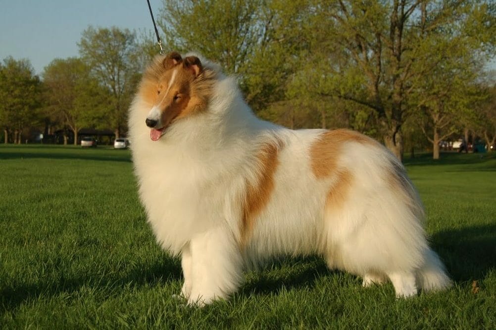 wyndlair-resurgence-white-rough-collie