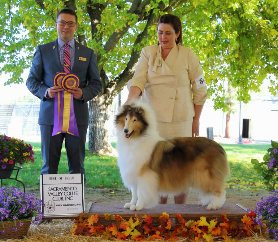 GCHB Clarion Monarch Promise Me Rainbows Rough Collie