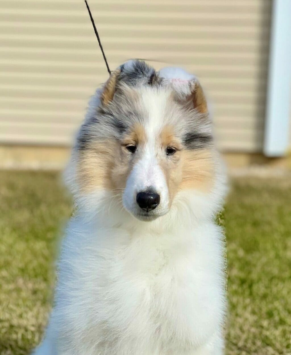 white collie puppy face - wyndlair paisley skies