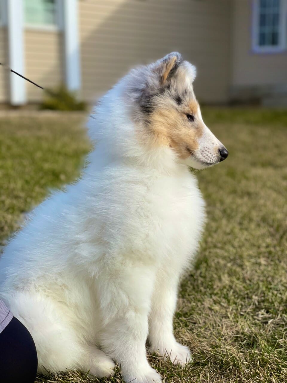 white collie puppy - wyndlair paisley skies